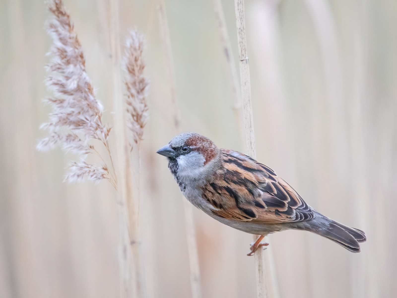 House Sparrow By Penny Reeves