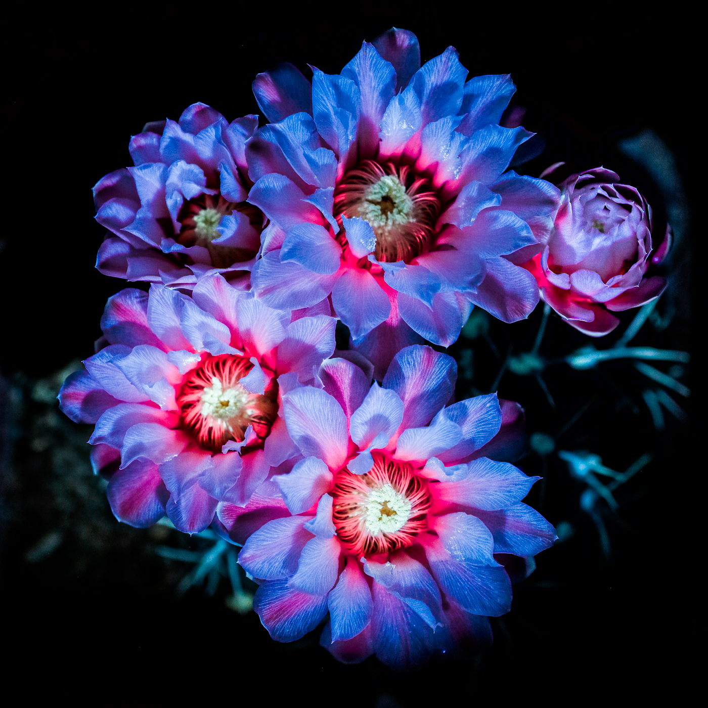 Terry Goodfellow LRPS Gymnocalycium Triacanthum Flowers Seen By UVIVF