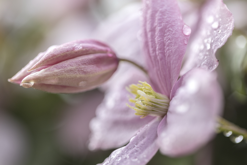Raindrops On Clematis Gill Davies