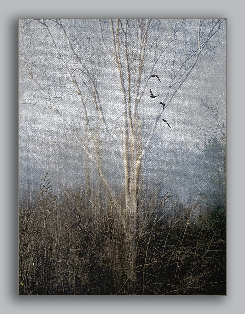 Winter Tree by Lorraine Grey LRPS