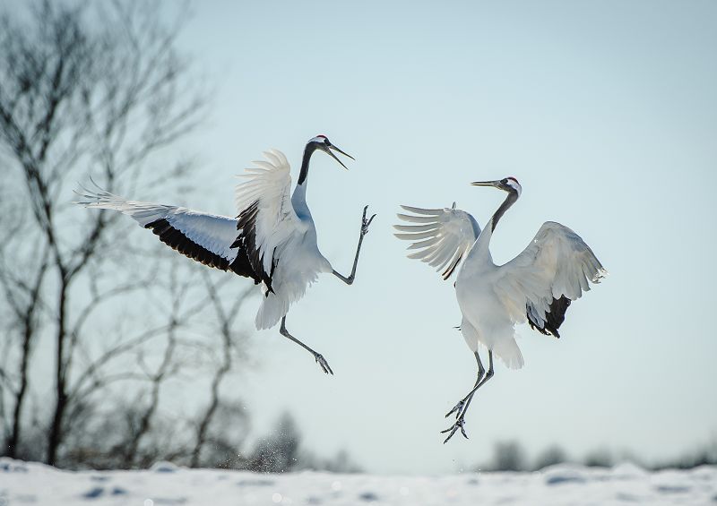 Courting Cranes By Ray Hems LRPS (United Kingdom)