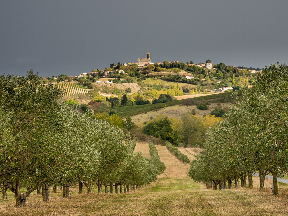 Olive Groves, Cathar Country, France by Sue Lambert