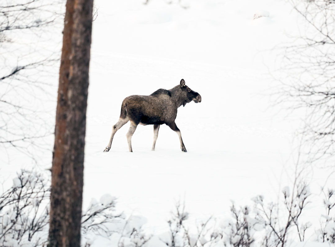 Elk Crossing The Frozen River