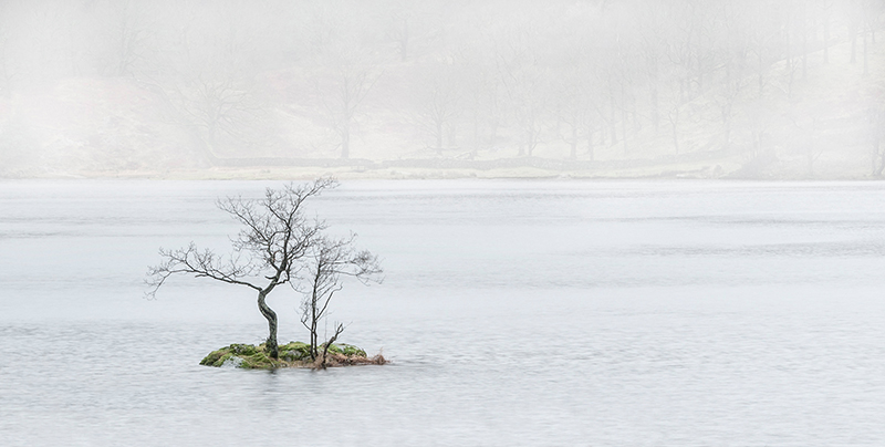 Lone Tree, Rydal Water