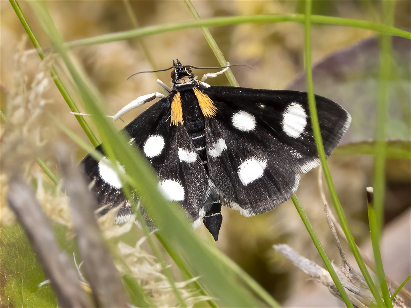 White Spotted Sable Moth By Duncan Locke ARPS