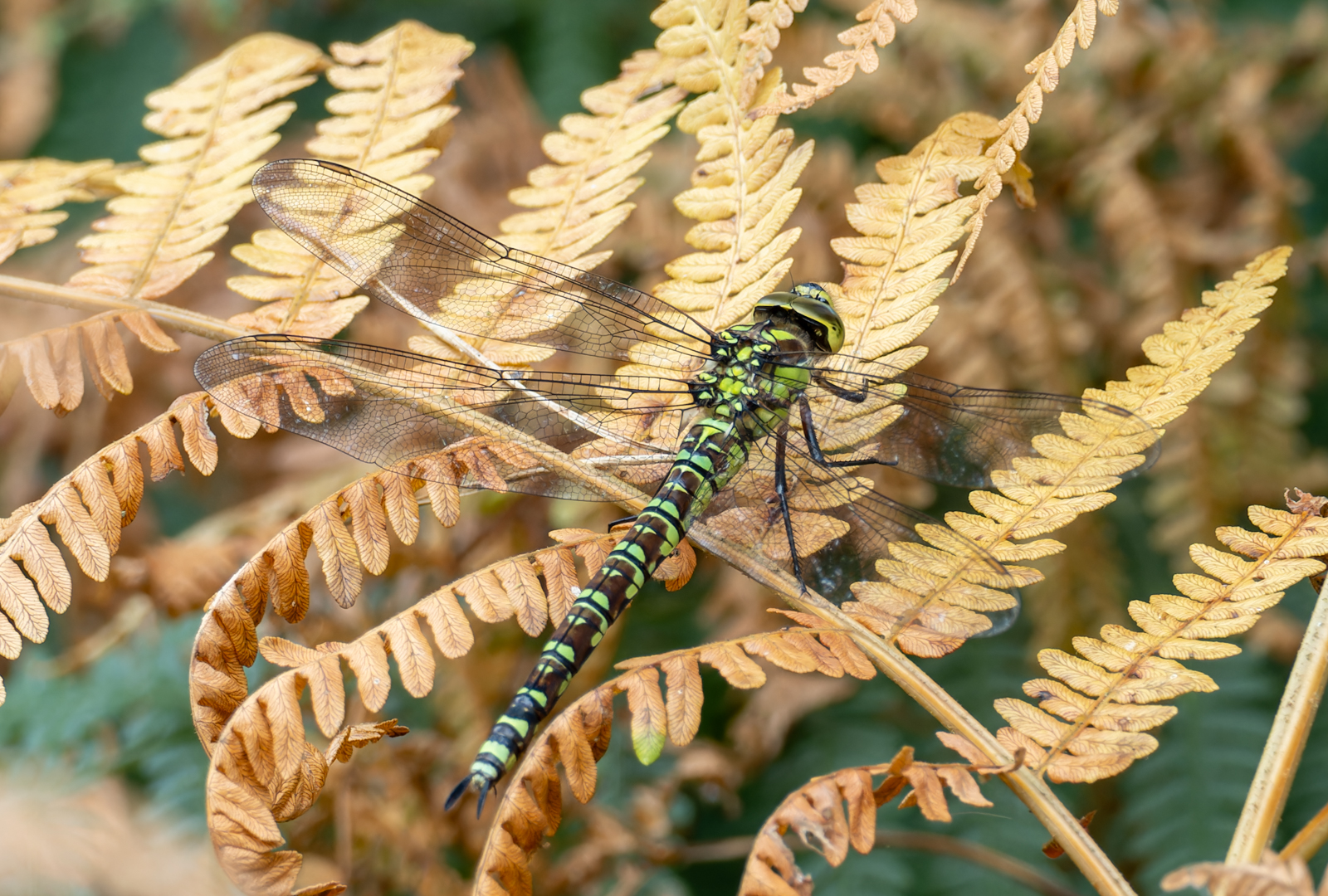 Migrant Hawker By Ann Miles 2