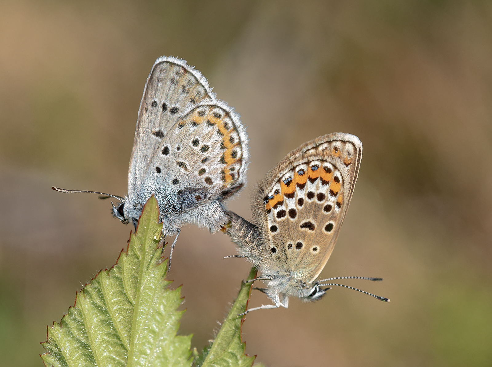 Silver Studded Blues Mating By John Simpson