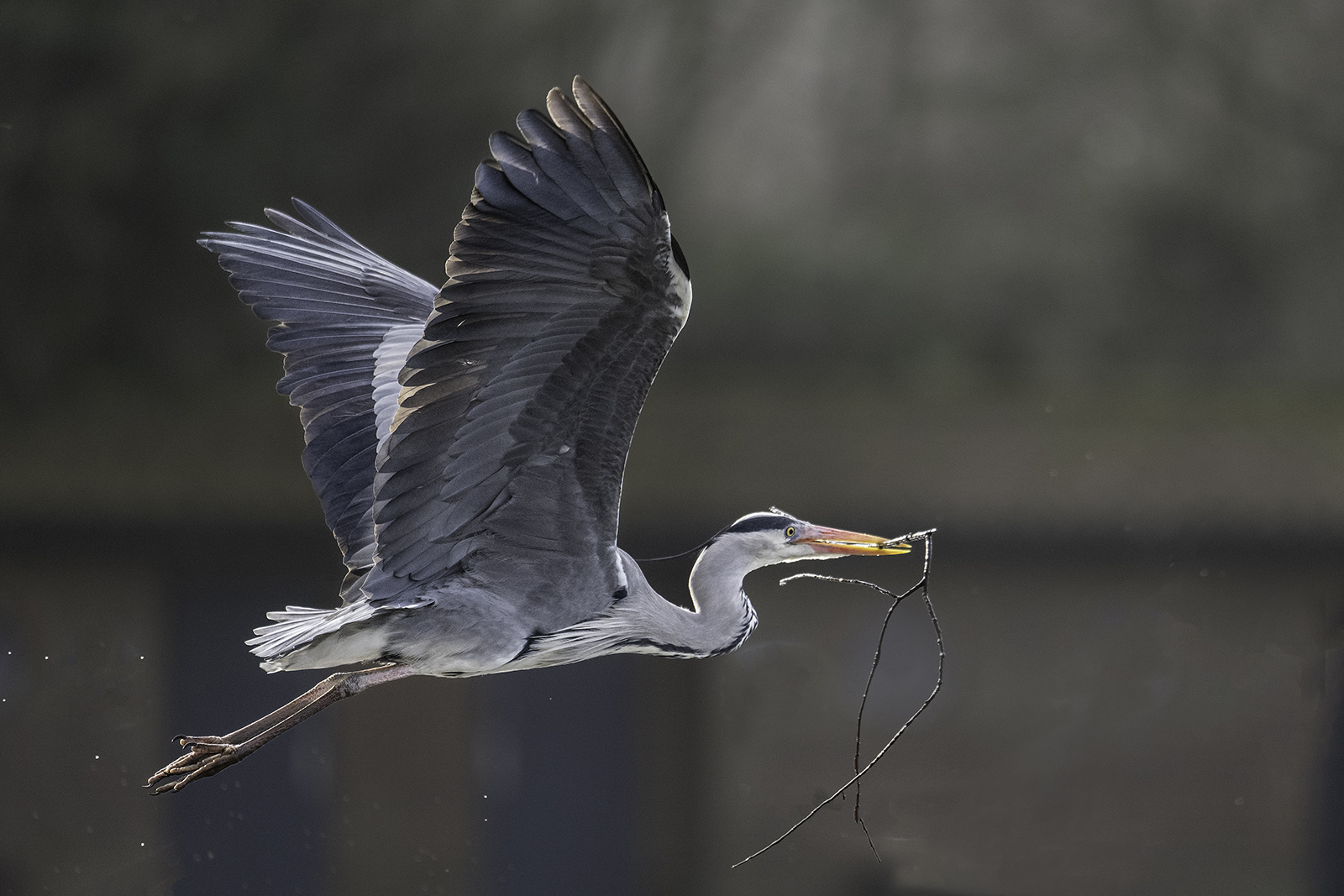 Heron Flight By Chris Holt