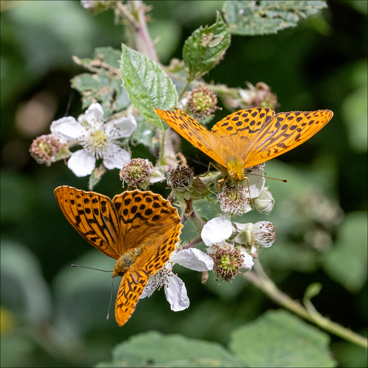 Silver Washed Fritillaries By Duncan Locke ARPS