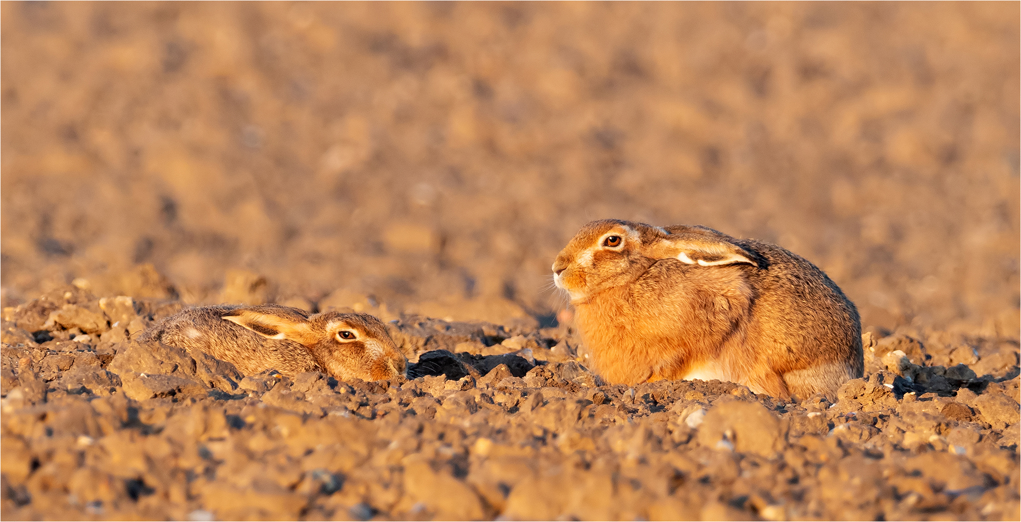 Brown Hares Sunning