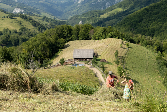 Haymaking In The Apuseni Mountains