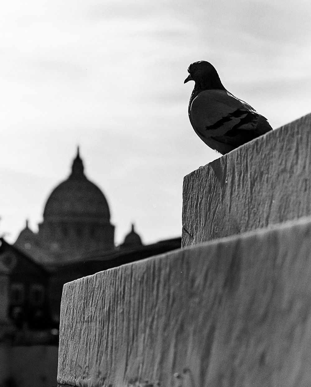 Rome St Peters = Pigeon by David Cummings