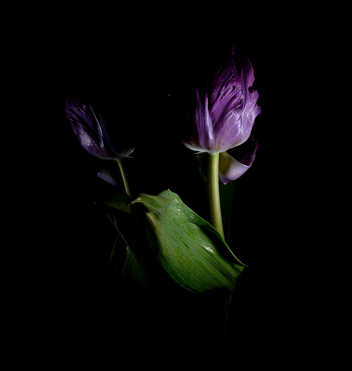 Purple Tulip Reflected I