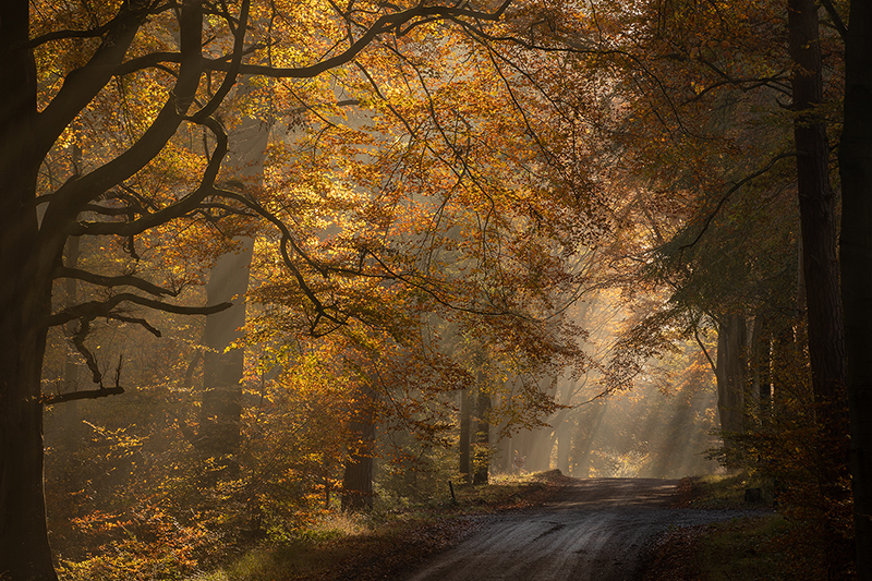 UK20 797 Sunbeams, Grand Avenue, Savernake Forest, Wiltshire © Robert Harvey Www.Naturalworldphotography.Net