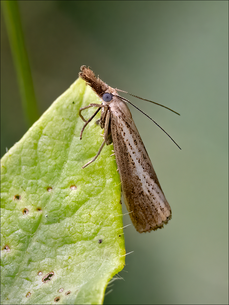 Grass Moth By Duncan Locke ARPS
