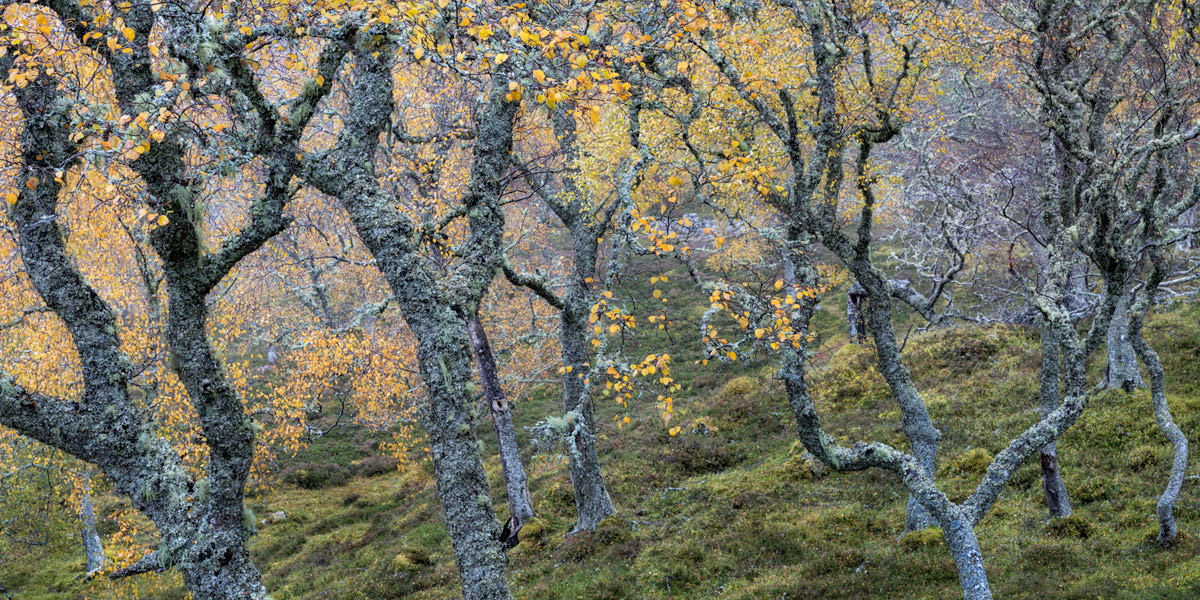 Gnarled Birches Cairngorms