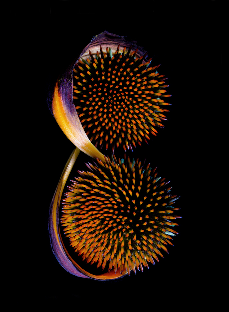 Echinacea Copy