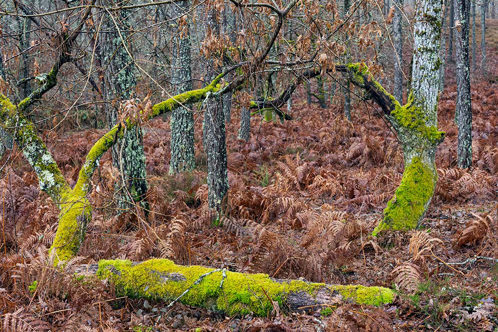 Moss, fern and pine trees by Gerry Phillipson