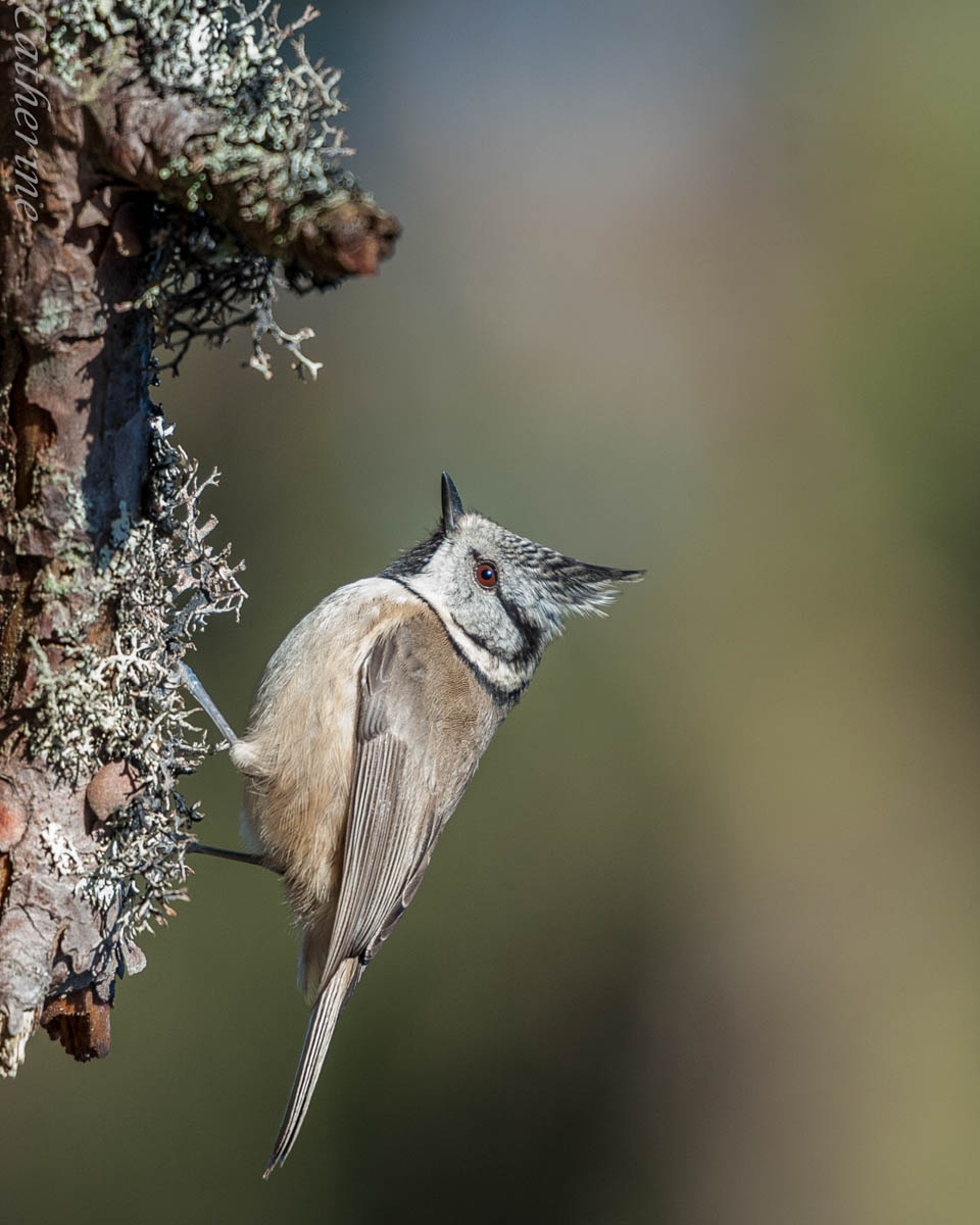 10. Crested Tit