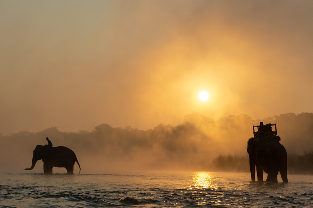 Elephants Crossing At Dawn by George Pearson