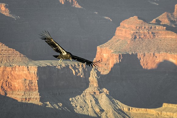 Thumbnail Condor Over The Grand Canyon At Sunset