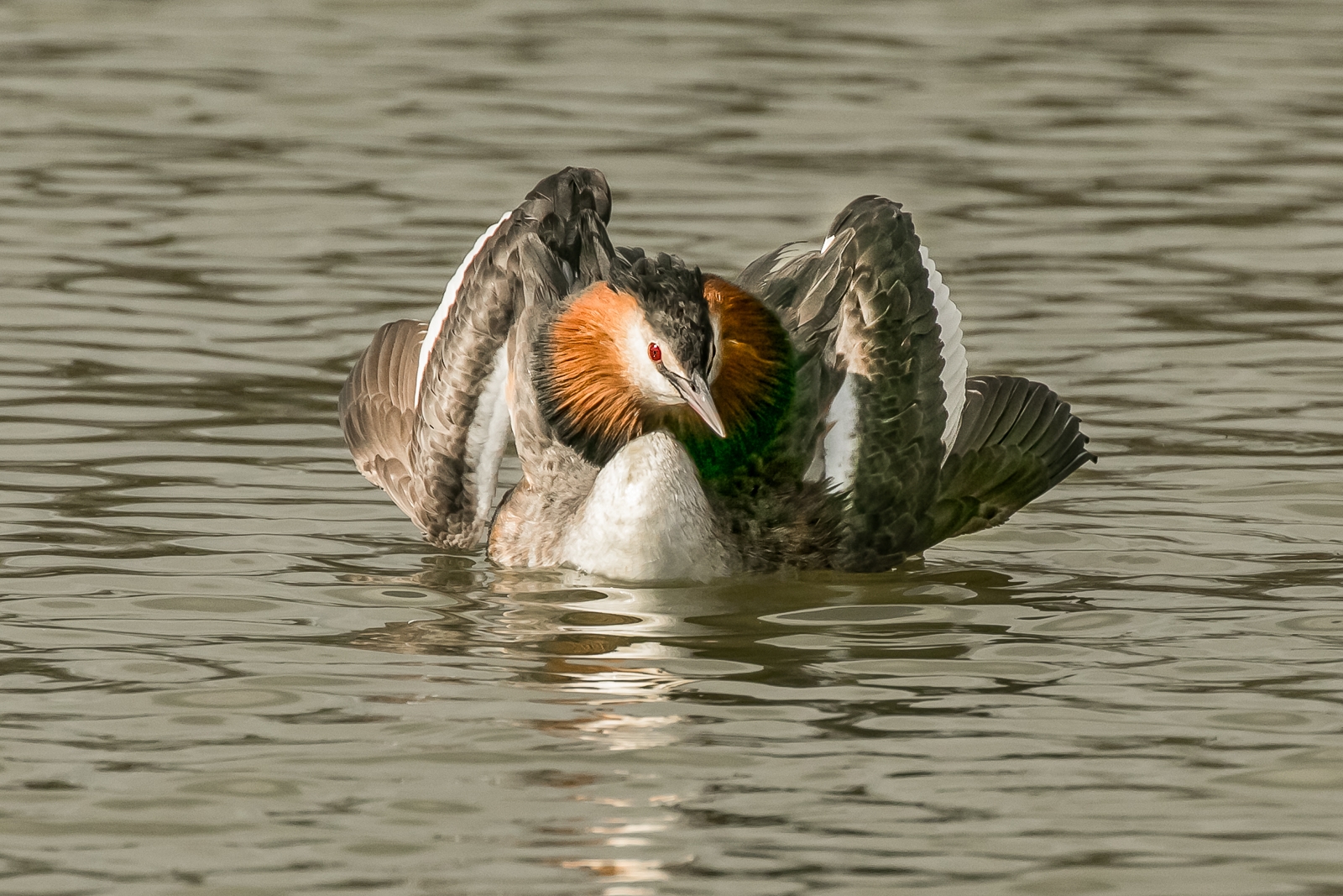 2 Grebes Courtship Postering