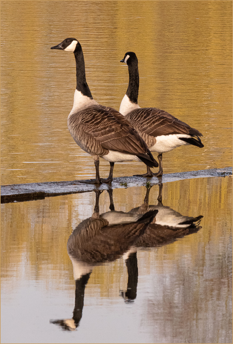 Canada Geese By Paul Benham