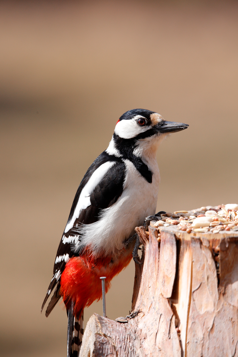 GRS Q2 20 Woodpecker