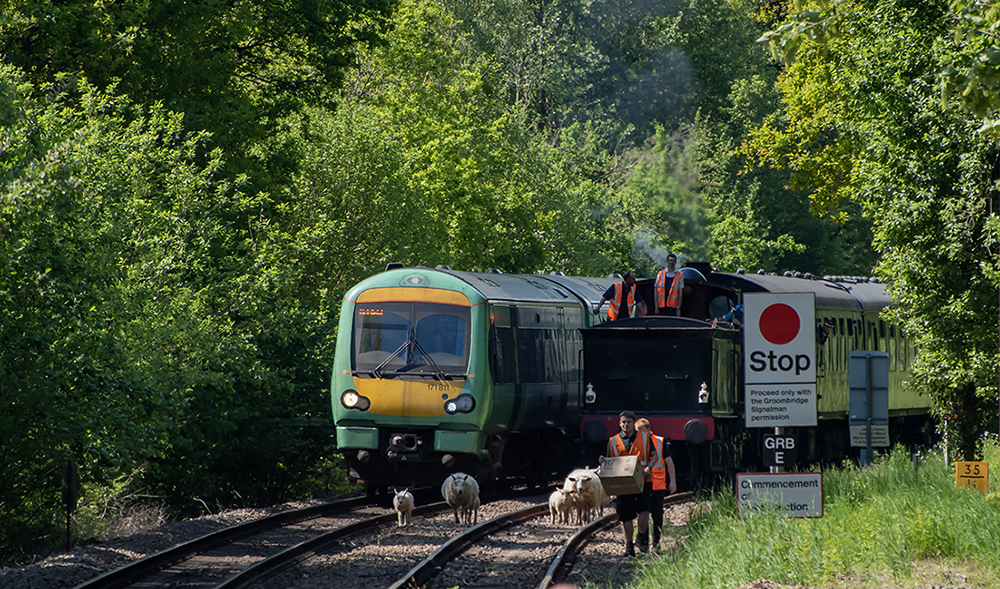 The Trains Now Approaching Eridge Station Are Herding Sheep, by John Speller