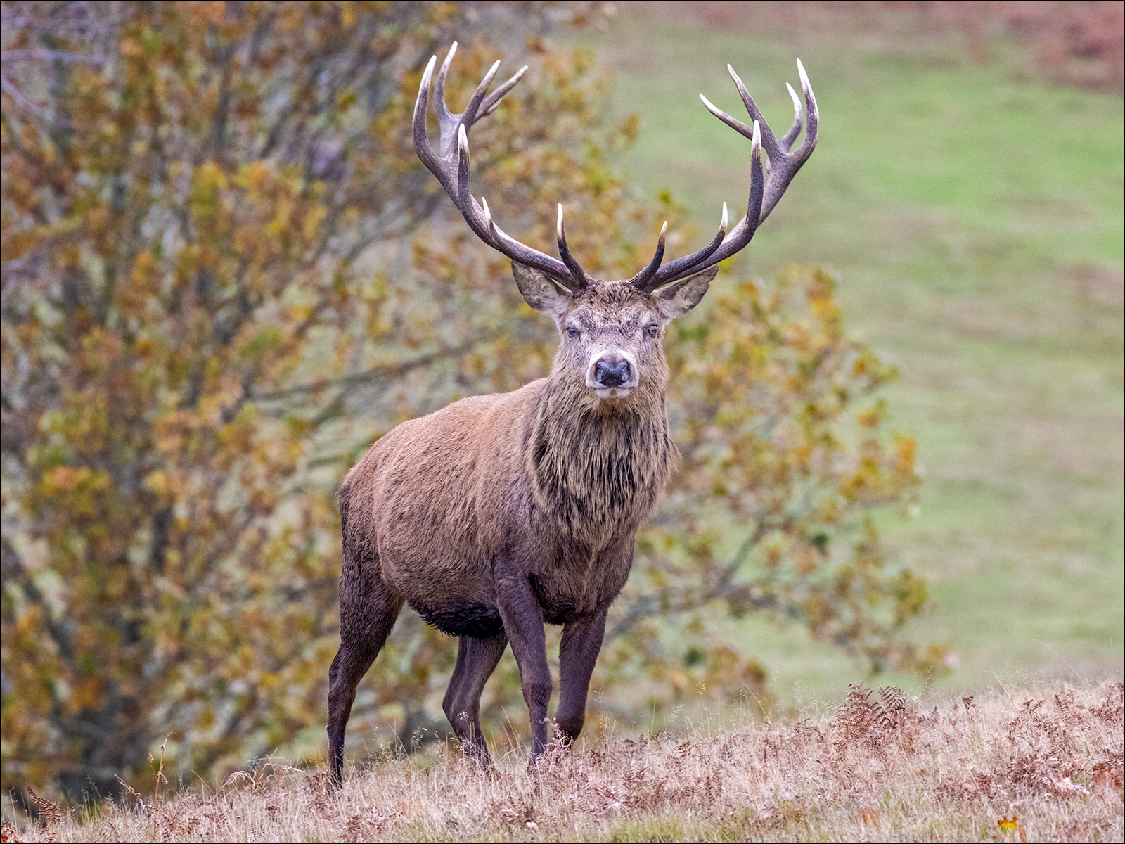 Red Deer Stag By Duncan Locke ARPS