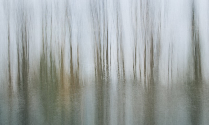 2405 Trees In Winter By The Thames For Web Steve Oakes LRPS