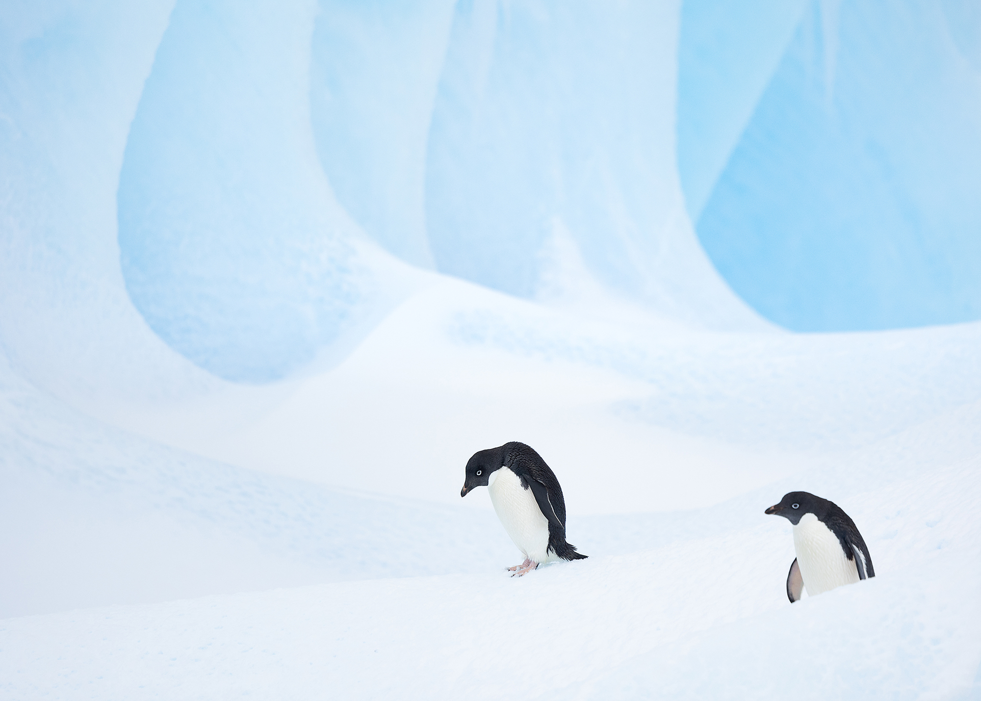 Adelie Penguins On Ice Floe © Digmem