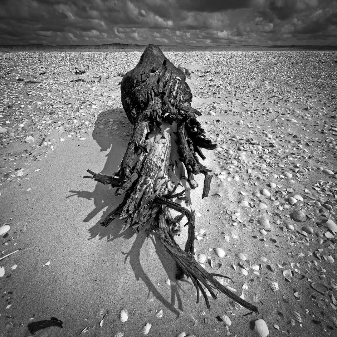 Wood at the North sea coast