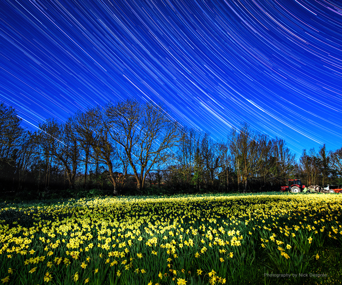 DESPRES Nick Star Trails And Daffodils Ukraine Appeal