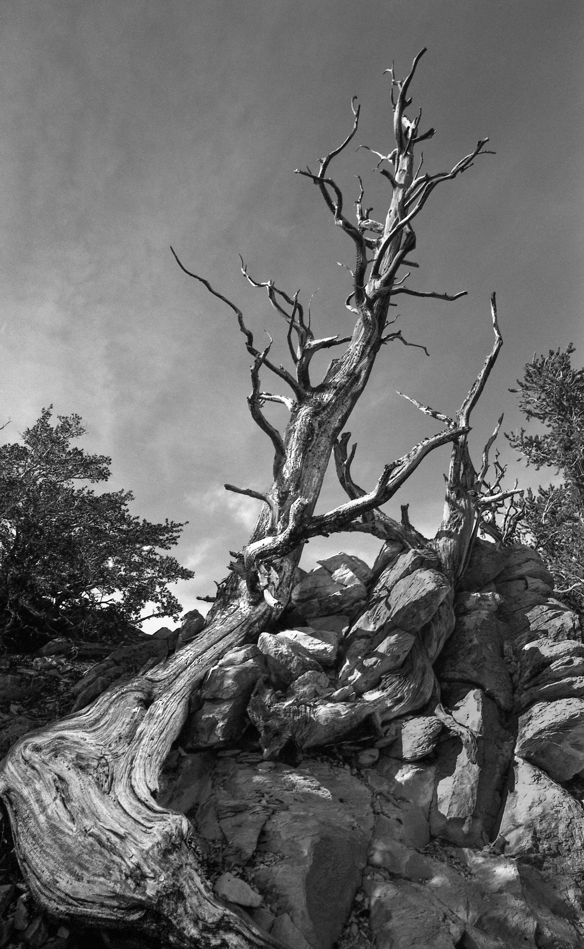 Bristlecone Pine By Ton Van Der Laan LRPS
