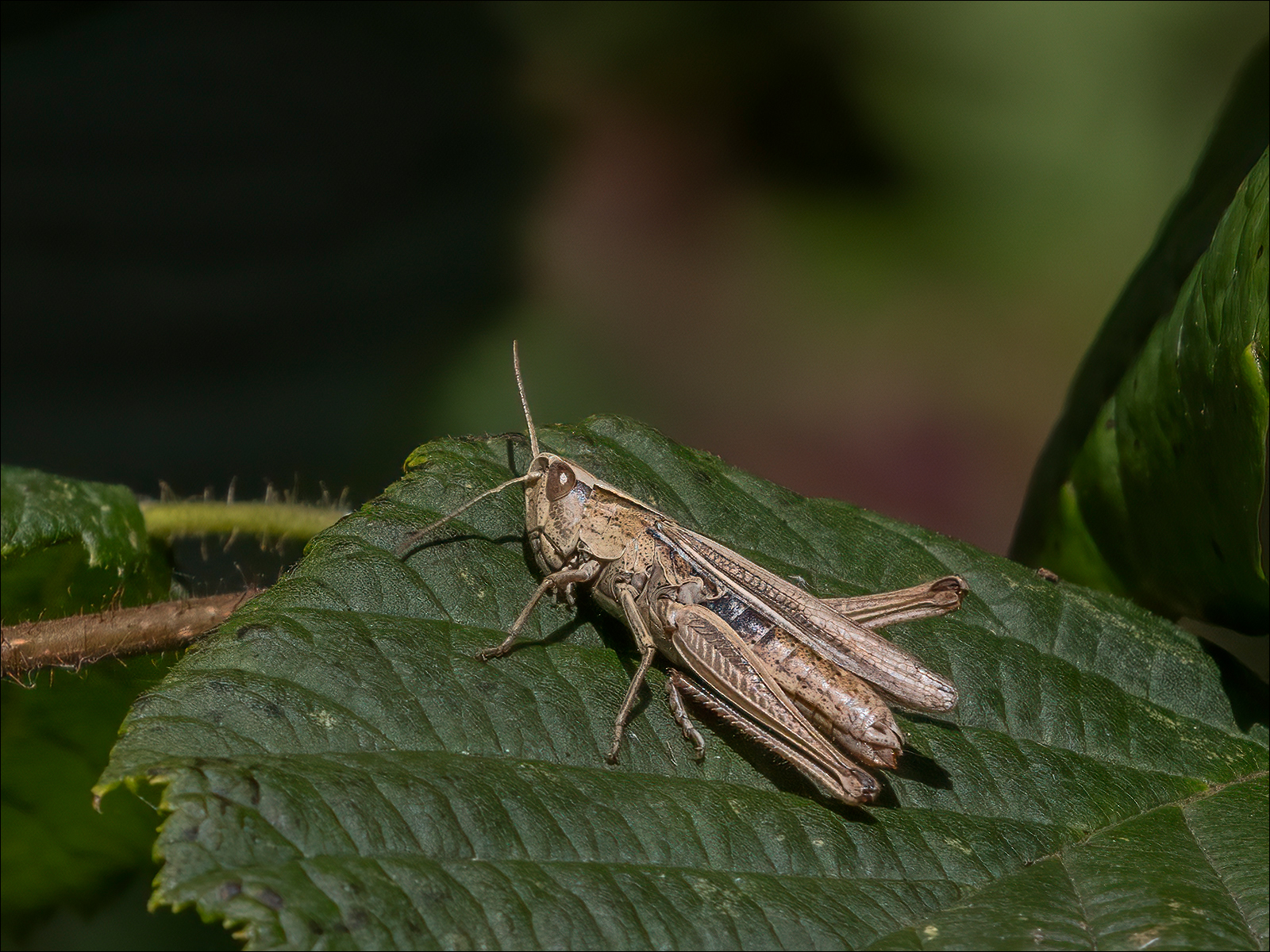 Common Field Grasshopper By Neil Avery P