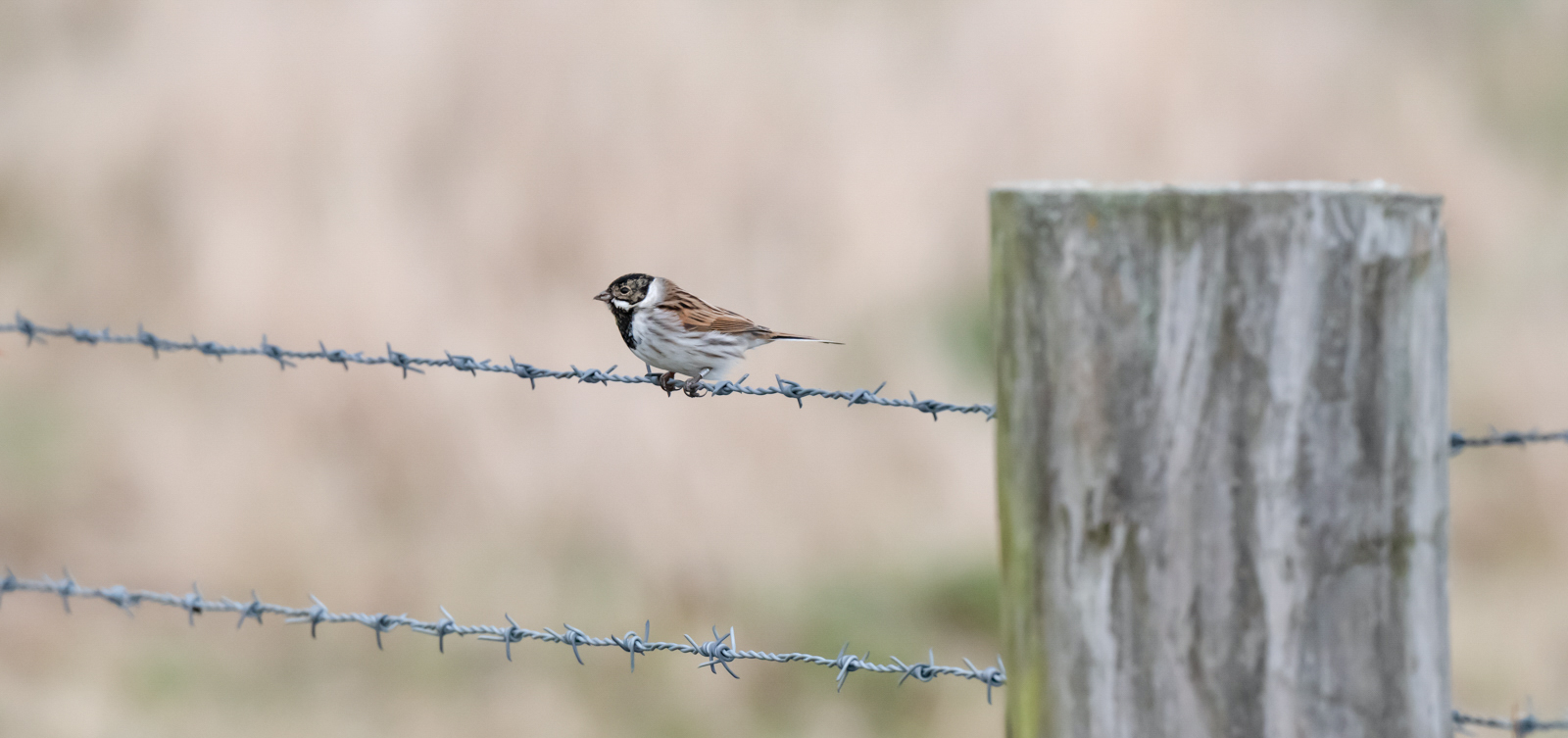 Reed Bunting By Nick Akers 2