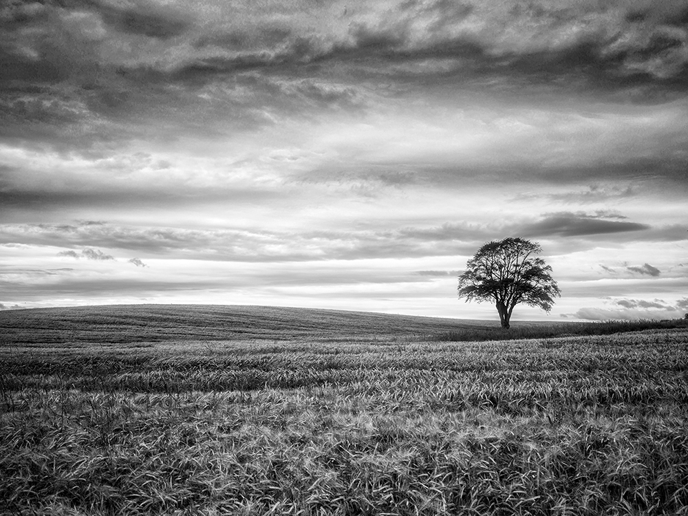 lone tree