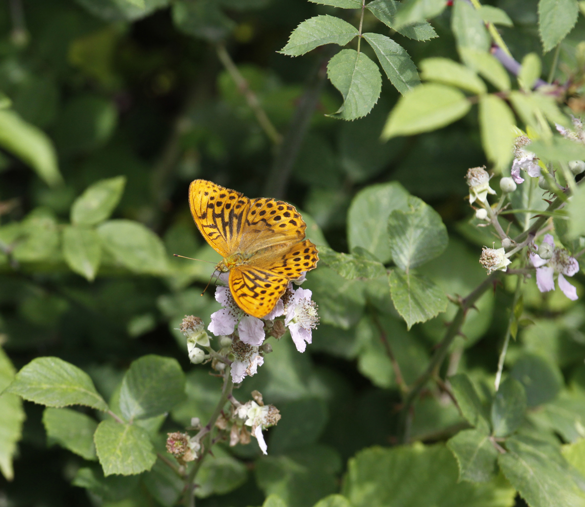 6 Silver Washed Fritillary By Maggie Finney
