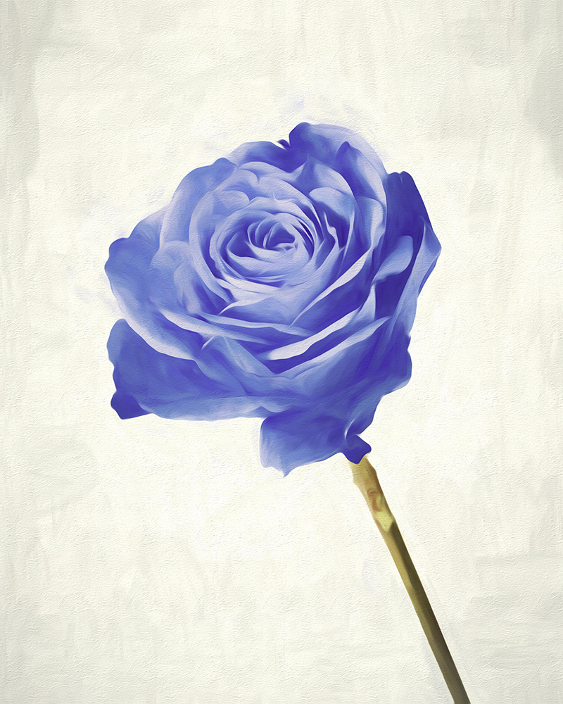 Blue Rose For DIG