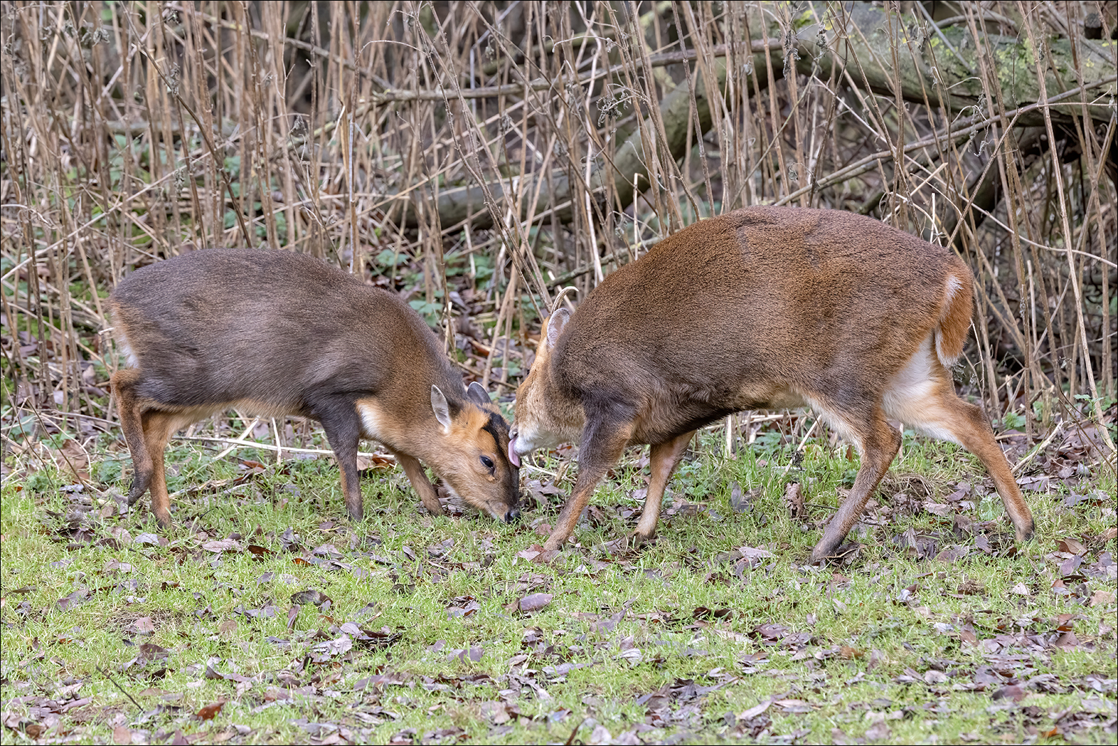 Muntjac Motherly Love By Duncan Locke ARPS