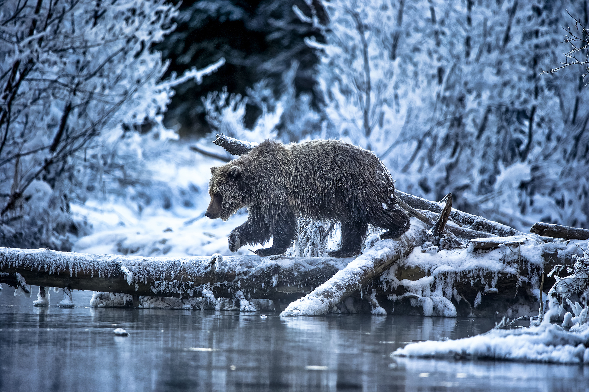 ©Andy Skillen, Wildlife Photographer Of The Year