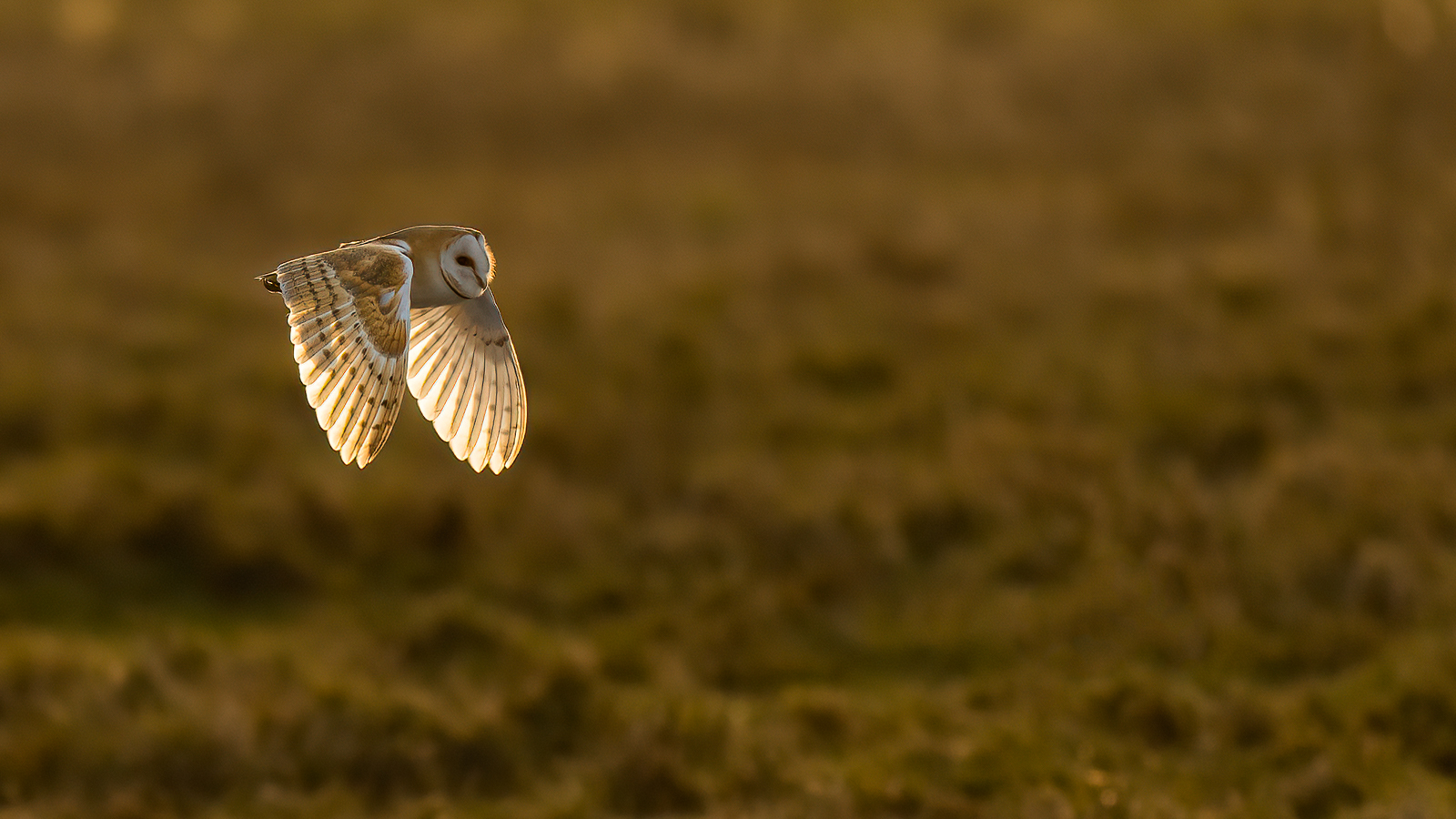 Barn Owl By Lachlan French