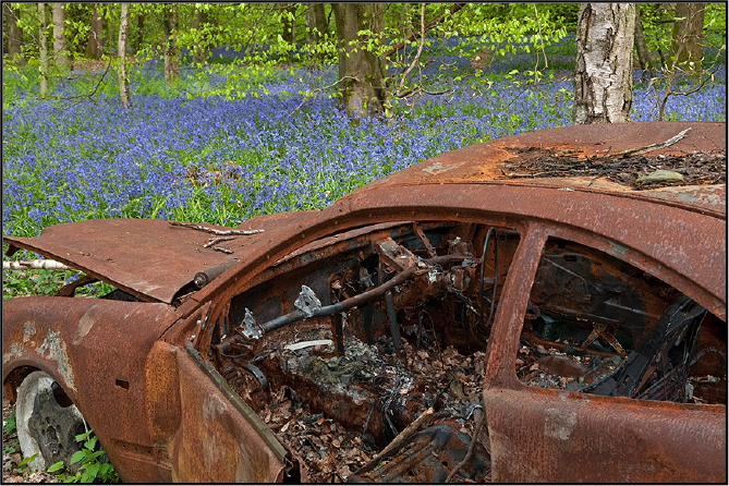 Bluebell And Car