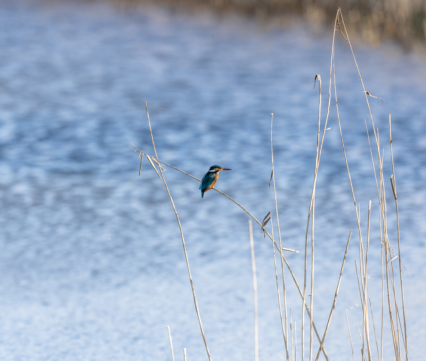 Female Kingfisher 1A At Wicken Fen By Colin Rownes 2