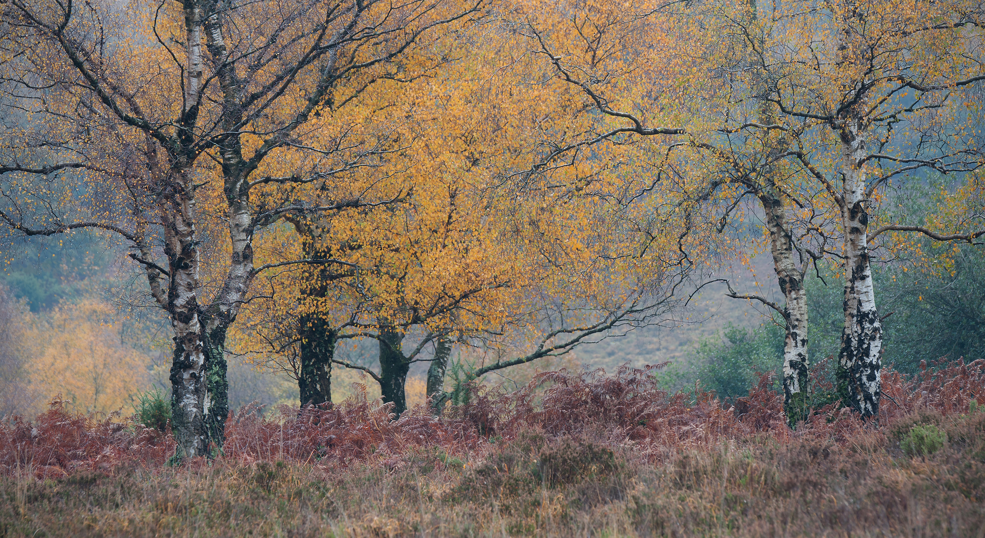 3Rdplace 4926434 Roger Creber Late Autumn Birch New Forest