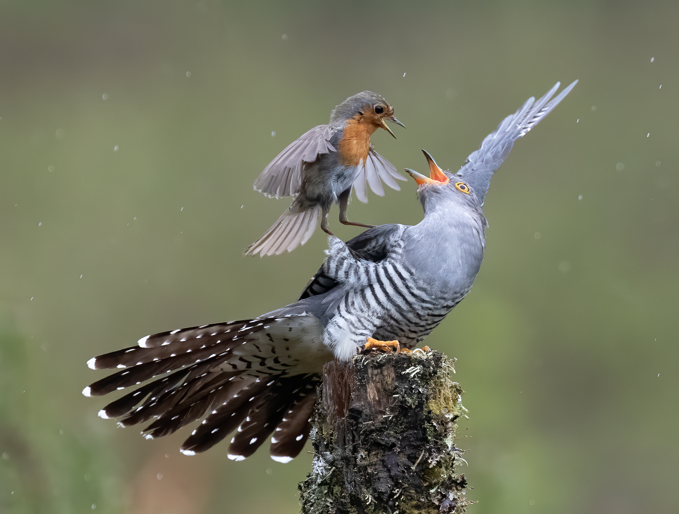 Cuckoo vs Robin by Iain McFadyen LRPS