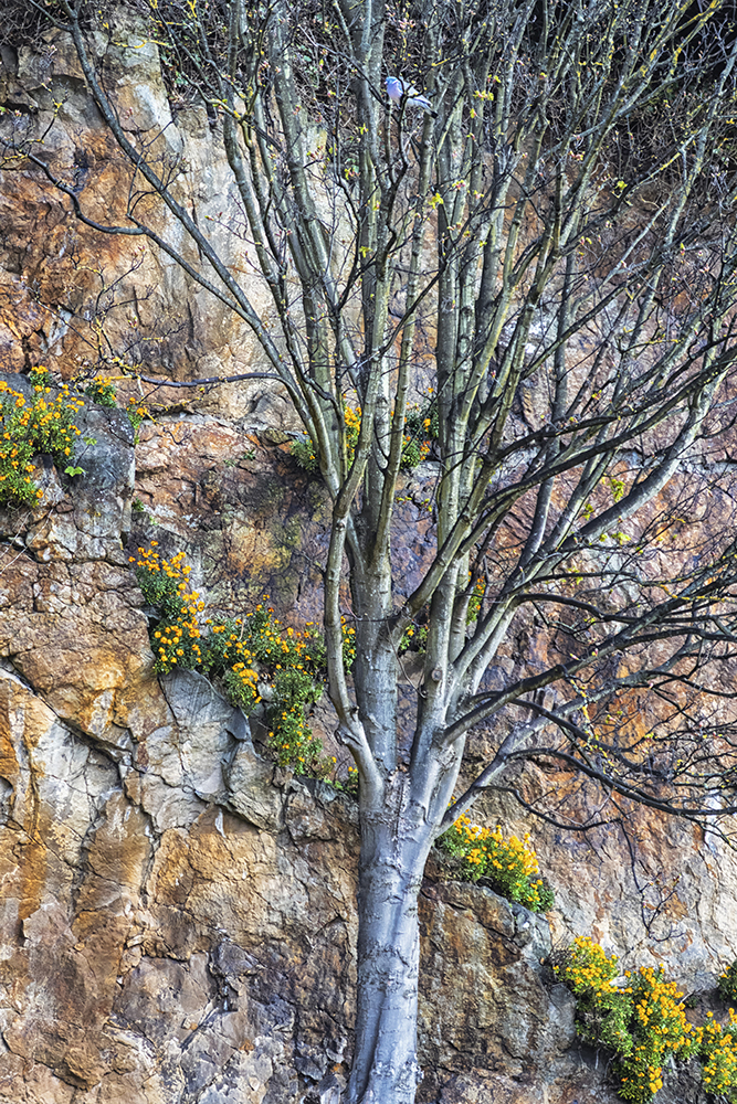 Lone Tree - Wild Wallflowers and pigeon