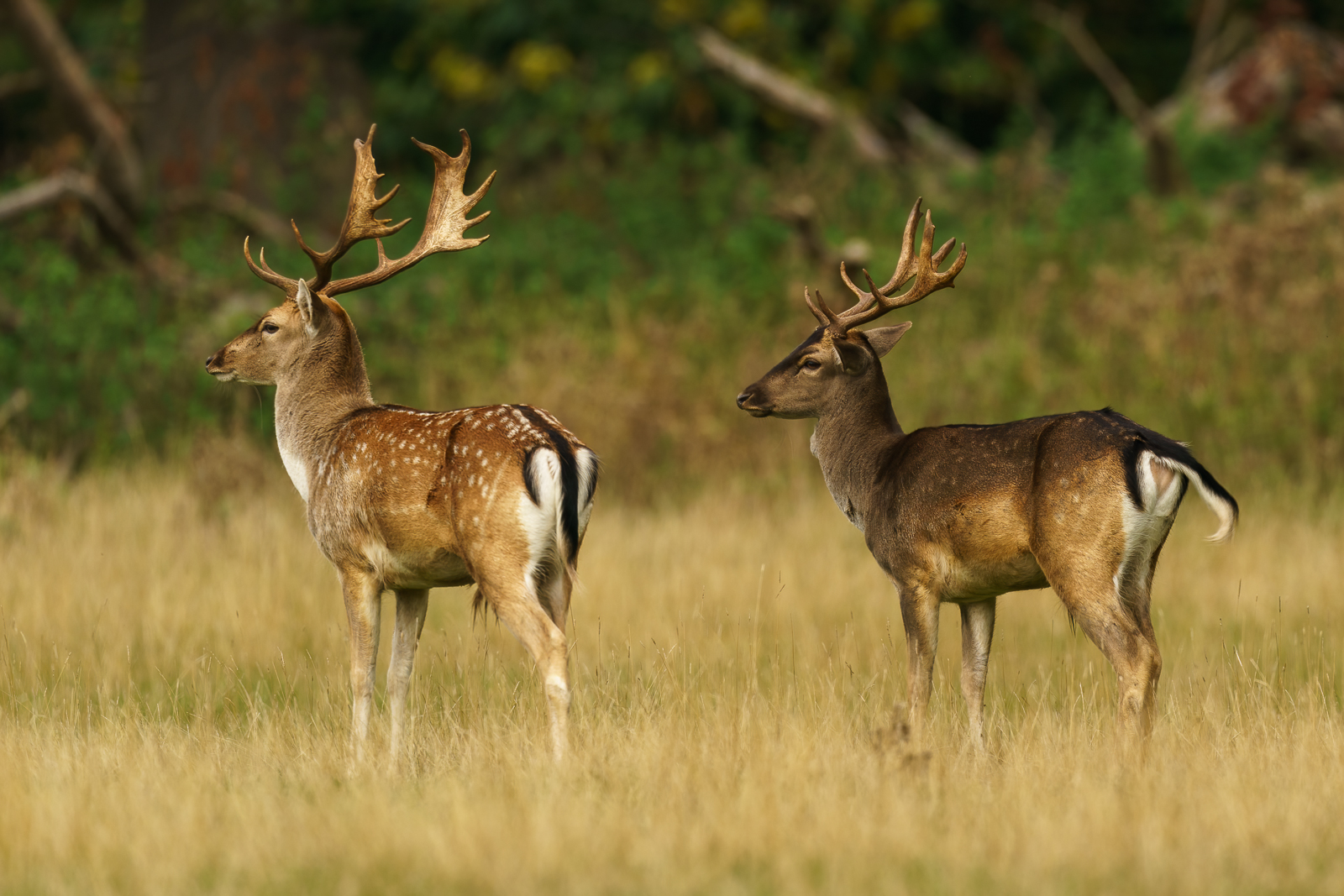 Fallow Deer Bucks By Nick Bowman