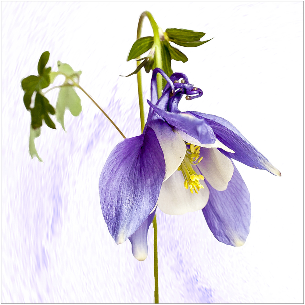 Artistic Columbine by Nancy Laurie ARPS